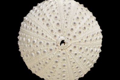 Test d'oursin avec plaque madréporique